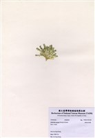 藏品(楔形仙掌藻)的圖片